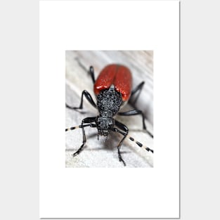 Red-shouldered Pine Borer Posters and Art